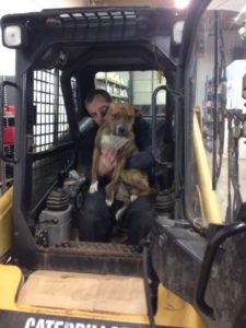 dog repairs cars