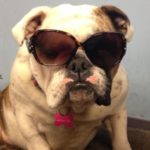 Bull Dog Wearing Sunglasses