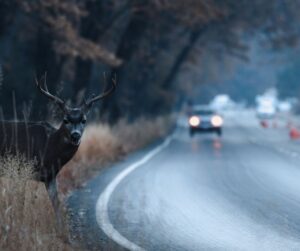 deer xing