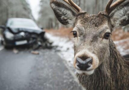 car hit deer